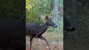 Trail Camera: Deer Spots Camera!!!