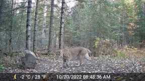 Trail Cam - Bobcat, Bear, Deer, Turkeys