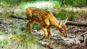 Cute Baby Deer Video from a Trail Camera