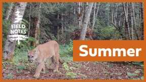 Field Notes: Trail Cameras Capture a Summer Feast on a Vancouver Island Logging Road