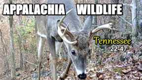 Appalachia Wildlife Video 22-47 from Trail Cameras in the Tennessee Foothills of the Smoky Mountains