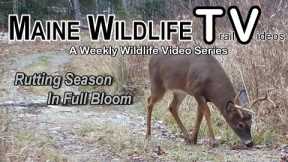 Rutt | Rutting Season | Big Bucks Chasing Does | Coyotes | Turkeys | Maine Wildlife | Trail Cam