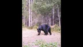 Bear Ripping Trail Camera off the Tree