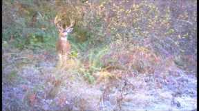 Bucks in the Rut Western Oregon 2022 Trail Camera