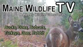 Bucks / Does / Bobcats / Deer / Rabbit / Maine Wildlife Trail Video / Trail Cam