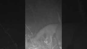 Trail Cam Time - Gray fox playing