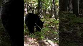Bear with Tags Chews my Camera! Trail Cam Tuesday #shorts #wildlife