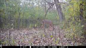 Deer Trail Cam 2022 #7 wmv !!!