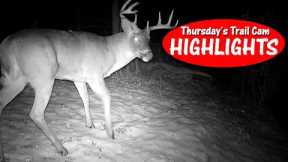 Bucks and Bobcats on the GO after the First Snow! Thursday's Trail Cam Highlights: 11.24.22