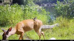 Vermont Trail Camera Video 15-Wildlife, Animals, Nature Therapy in HD video with Meditative Music