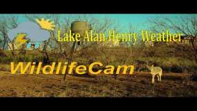 LIVE Deer and Wildlife Cam - Lake Alan Henry Weather - Texas