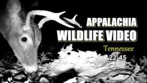 Appalachia Wildlife Video 22-45 from Trail Cameras in the Tennessee Foothills of the Smoky Mountains