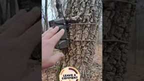 trail camera #short#trailcamera