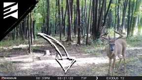 August Trail Camera Tips: Don't Miss These DATES!!!