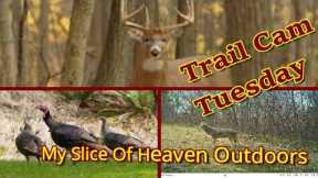 Buck scared of camera and Deer Love - Trail Cam Tuesday  November 8, 2022