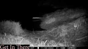 New Trail Camera-One Week Next to a Beaver Dam