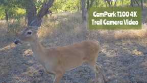 CamPark T100 4K Trail Camera Video: August 11-19, 2022