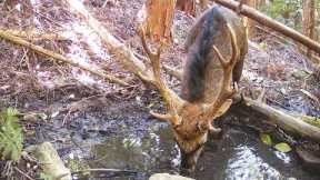 Thirsty sika deer on trail camera