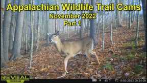 Appalachian Wildlife Trail Cams   November 2022 Part 1