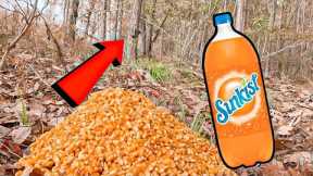 Deer Attractant Challenge.  Sunkist Soaked Deer Corn and a Trail Camera