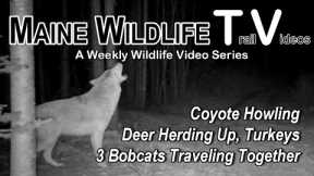 Coyote Howling | Bobcats | Deer Herding | Turkeys | Raccoon | Maine Wildlife Trail Video | Cam