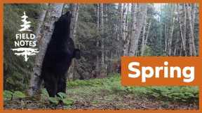 Field Notes: Trail Cameras Capture the Emergence of Spring on Vancouver Island