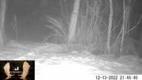 Caught The Killer On A Trail Camera!