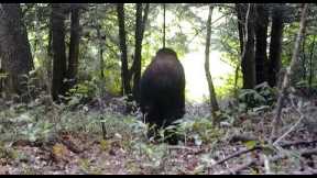LOOK AT WHAT WAS CAUGHT ON TRAIL CAM!! - While Exploring The Woods We Caught This On Video!!
