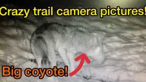 Crazy Trail Camera Pictures!