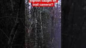 Bigfoot on Trail Camera Destroying Tree and Hunting Coyote? | Squatch Watchers Short Rewind