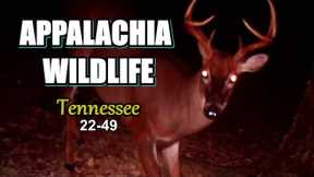 Appalachia Wildlife Video 22-49 from Trail Cameras in the Tennessee Foothills of the Smoky Mountains