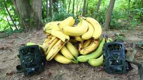 What Happens to a Pile of Bananas in the Woods? (Trail Camera)