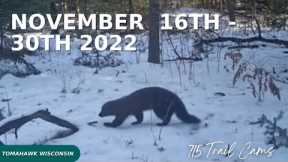 November 16th - 30th 2022 Tomahawk Wisconsin Trail Cam Highlights