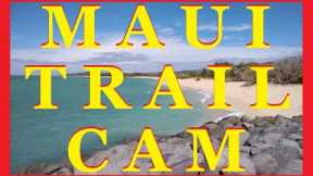 Maui Hawaii Trail Cam | Camera #1: Video #1 | Environmentally Maui