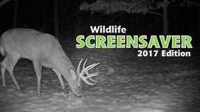 Wildlife Screensaver | 2017 Edition | Trail Camera Videos