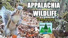 Appalachia Wildlife Video 22-50 from Trail Cameras in the Foothills of the Great Smoky Mountains
