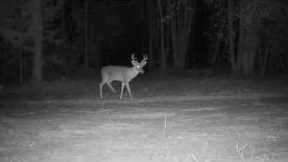 Deer dance on trail cam Reveal Cellular Camera X PRO (R5.0)  #trail #cam #econeighbor #REVEAL