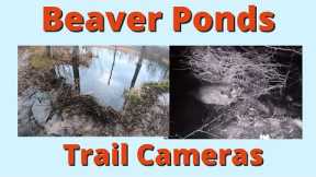 Beaver ponds and Spillway trail cameras