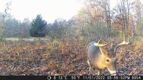 Michigan Trail Cameras: October 15, 2022 - November 7, 2022 (Camera 4)