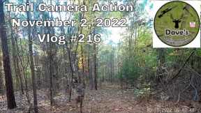 Trail Camera Action November 2, 2022 - Vlog #216