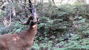 Where the Wild Things Are | Big Woods Trail Camera