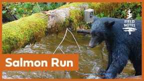 Field Notes: Trail Camera Captures Salmon Run on Vancouver Island