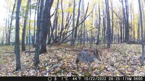 Michigan Trail Cameras: October 10, 2022 - November 1, 2022 (Camera 5)