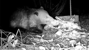 Opossum Eating Food Stash Caught on Trail Camera