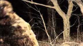 GIGANTIC BEAST ON TRAIL CAM!! - Watch This Video To Believe It Will Terrify You!!