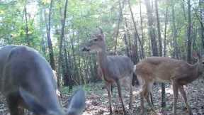 Trail Cam Videos DEER, Nature Videos with MUSIC, trail camera wildlife, wildlife trail camera