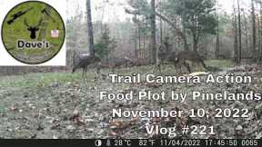 Trail Camera Action Food Plot at Pinelands - November 10, 2022 - Vlog #221