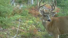 Valuable Deer Hunting/Trail Camera Tip
