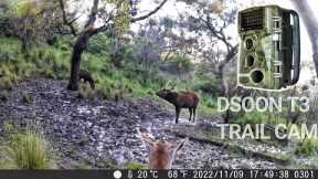 Sambar Deer Wallow Behaviour - Dsoon T3 Trail Camera