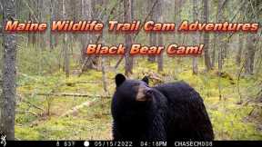 Maine Wildlife Trail Cam Adventures | Black Bear Cam ~